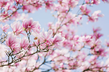 Keuken achterwand Magnolia Lente met ontluikende magnolia  © emmi