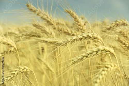 wheat closeup