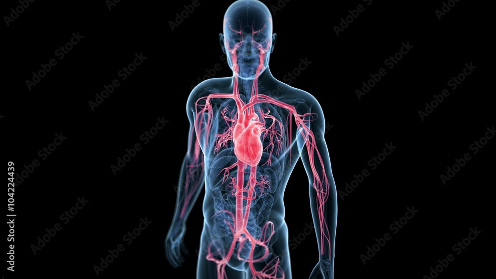 medical 3d animation of the beating heart medical 3d animation of the beating heart