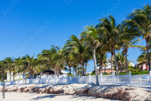 Coconut palms at Grand Turk, Turks and Caicos, British West Indies in the Caribbean