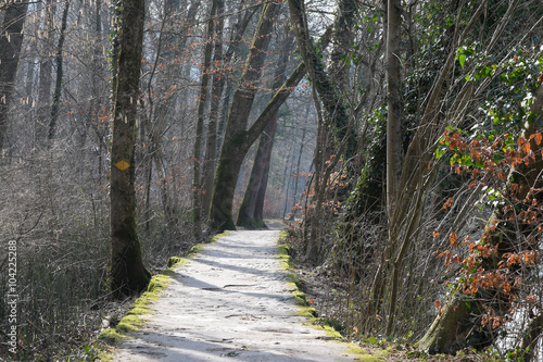 Bemooster Steinweg im wald