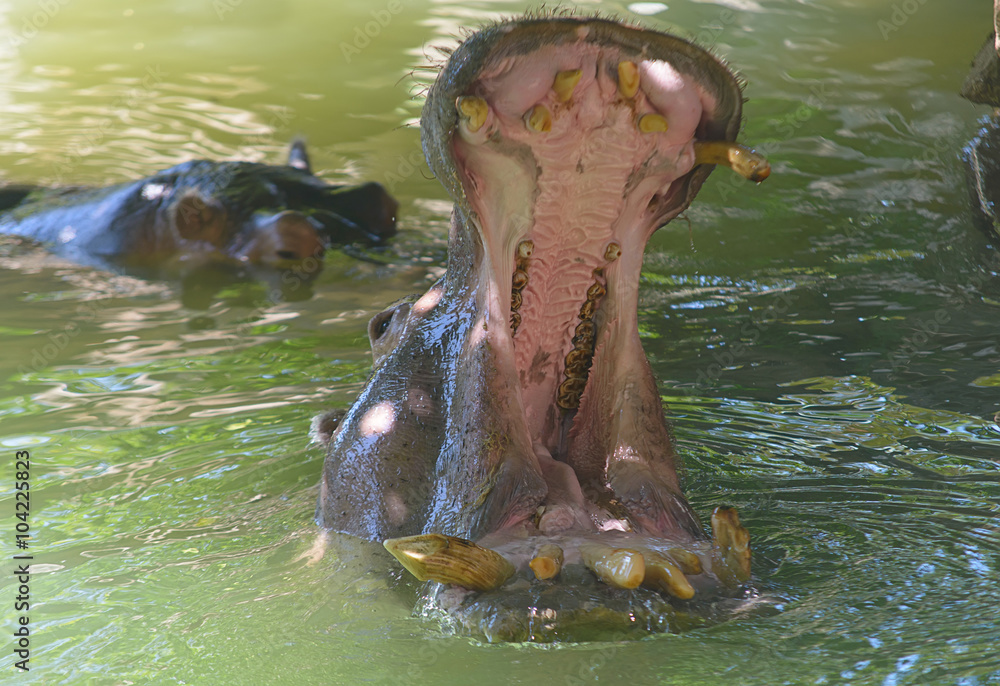 Fototapeta premium boca de hipopótamo