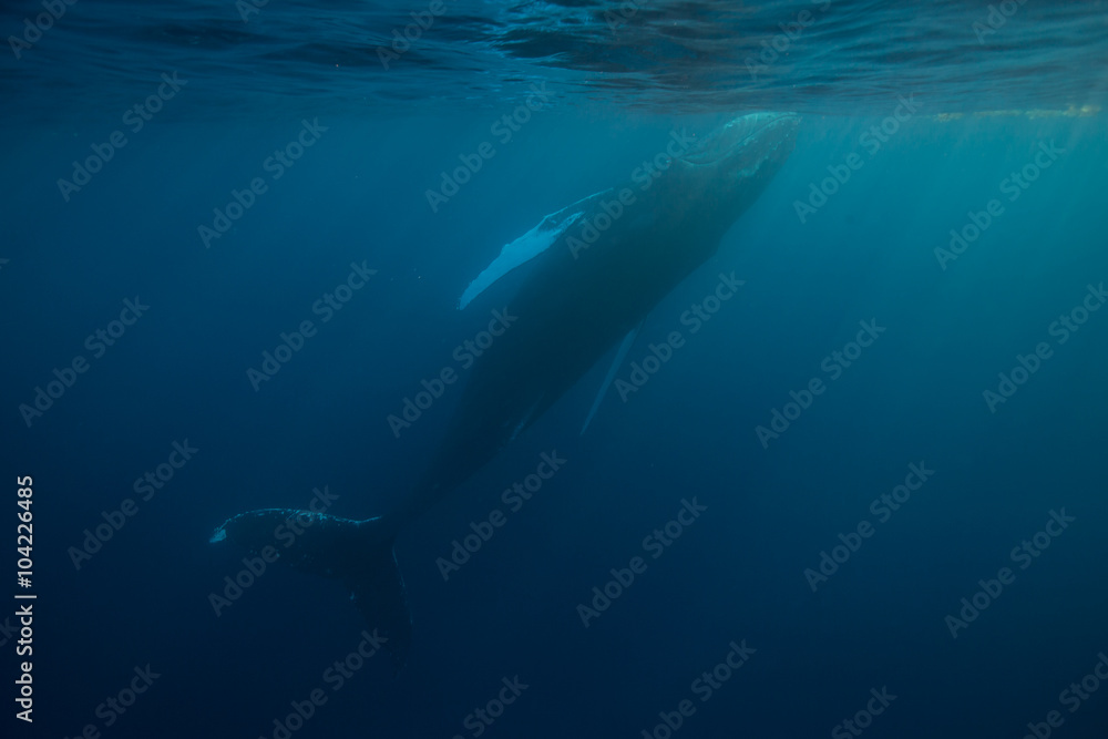 Obraz premium Humpback Whale Near Surface of Ocean