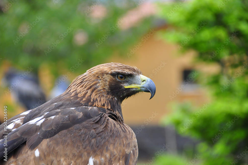 Fototapeta premium Hawk