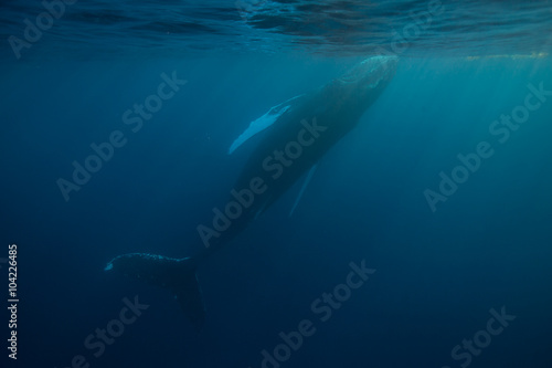 Humpback Whale Near Surface of Ocean