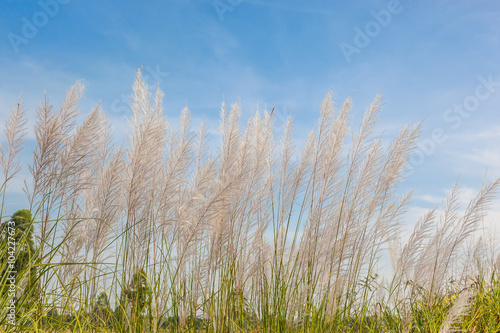 Flower grass