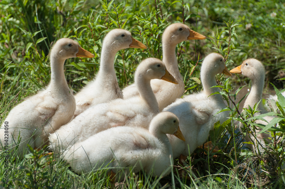 Flock of little geese walking on the grass Flock of little geese walking on the grass