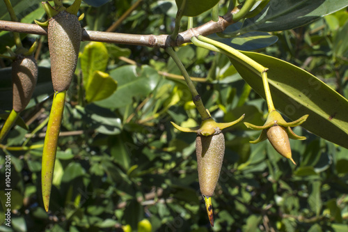 Red mangrove propagules on branch