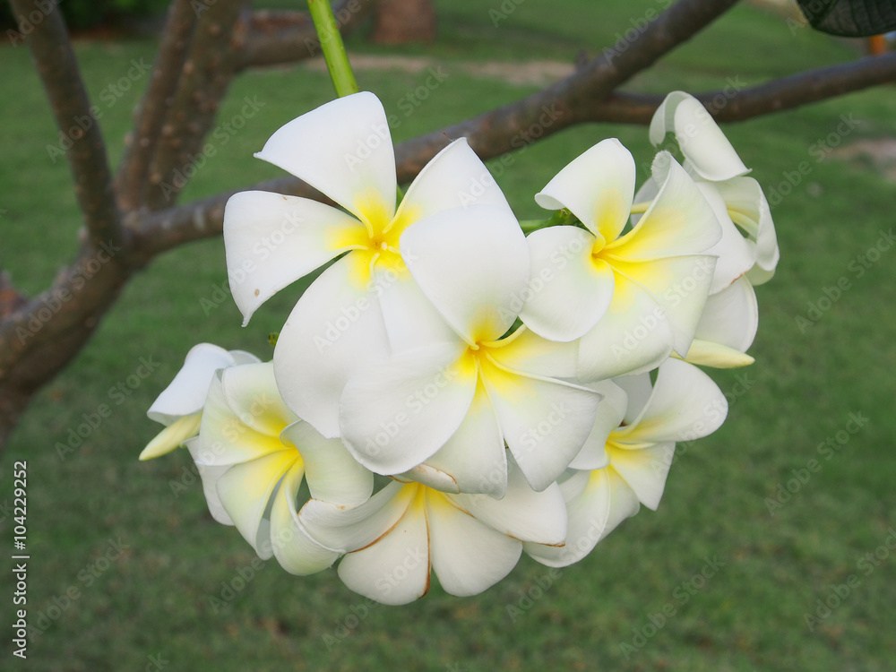 Fototapeta premium white frangipani tropical flower, plumeria flower blooming on tr