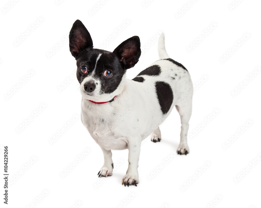 Attentive and Curious Chihuahua Crossbreed Dog