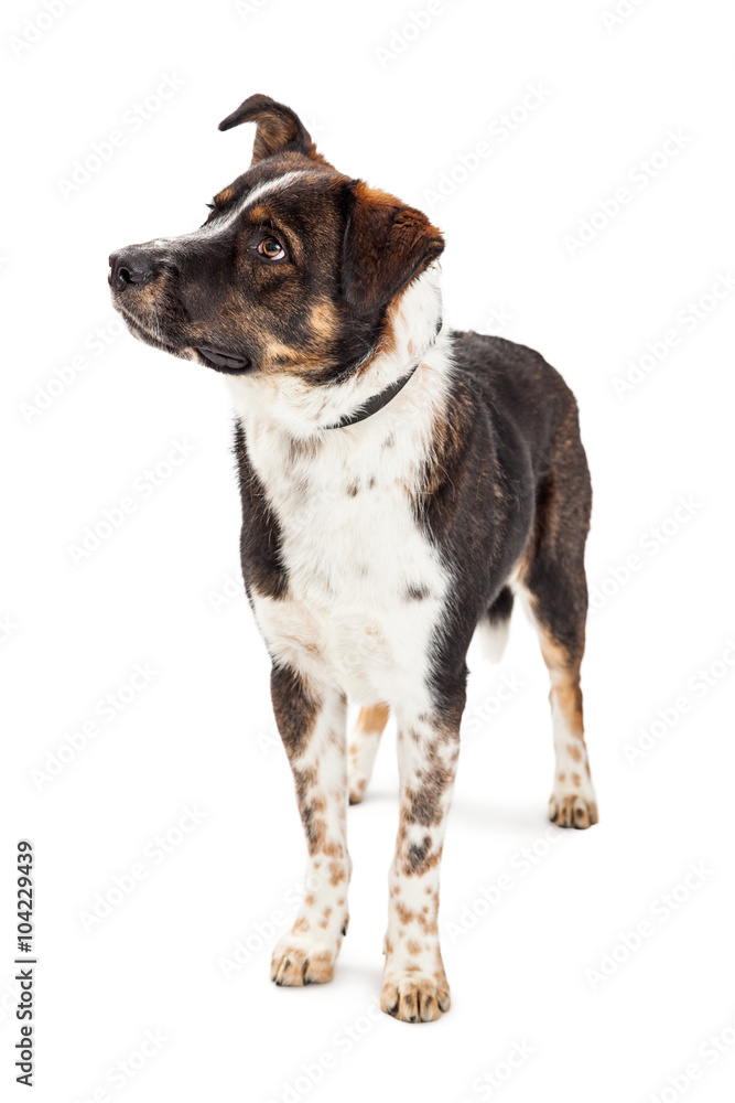Attentive Large Dog Looking Side Standing Attentive Large Dog Looking Side Standing