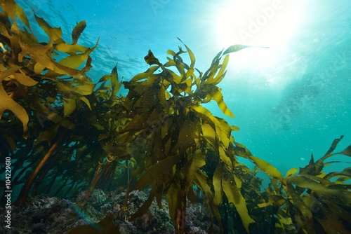 葉山の海藻