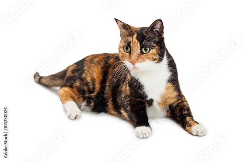 Beautiful Calico Cat laying Over White Background