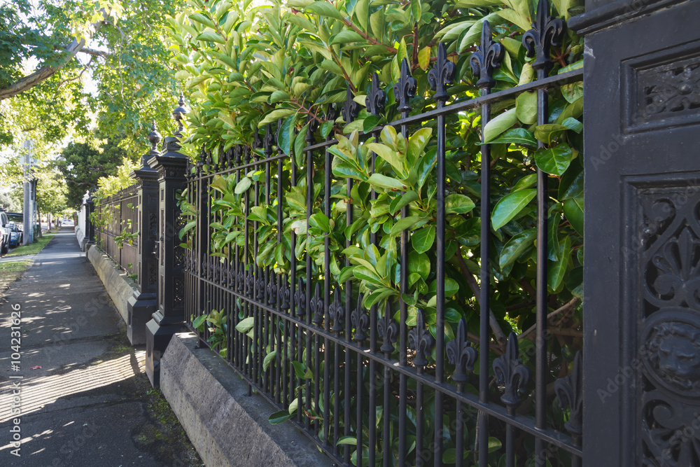 View along a wrought iron fence with hedged grenery in Australia View along a wrought iron fence with hedged grenery in Australia