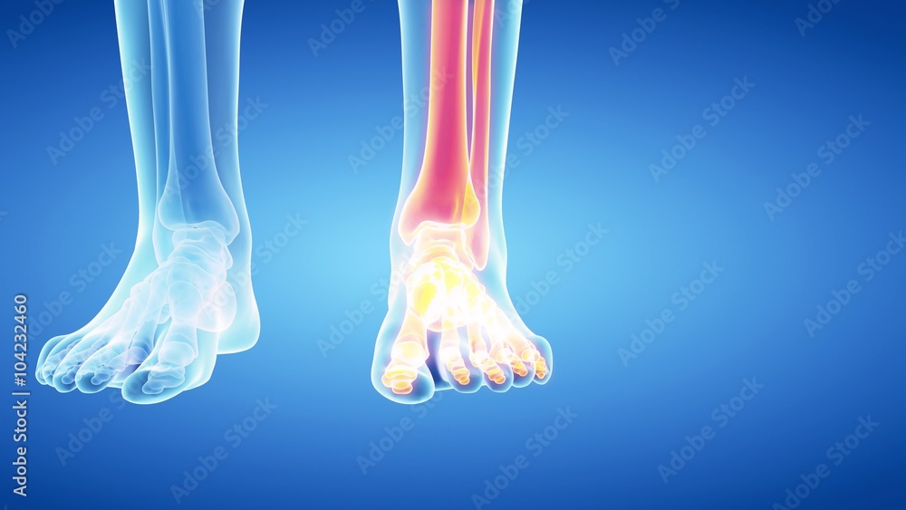 medical 3d animation of the skeletal leg and foot medical 3d animation of the skeletal leg and foot