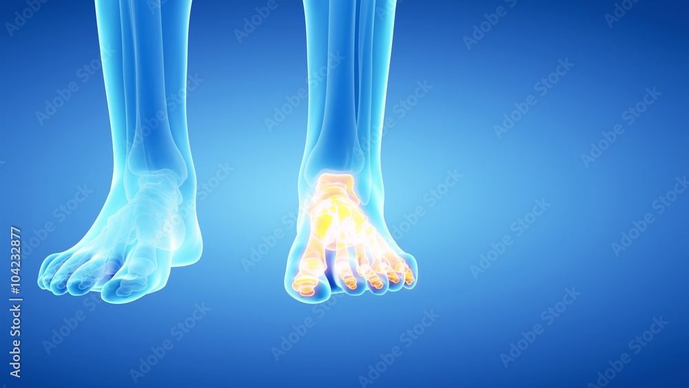 medical 3d animation of the skeletal foot medical 3d animation of the skeletal foot