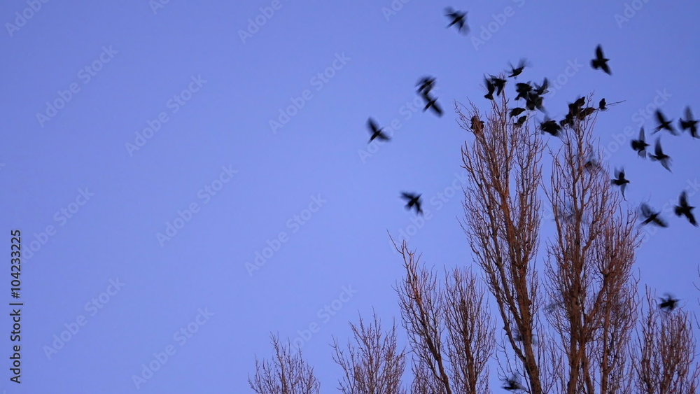 00:00 | 00:05
Birds flying away 00:00 | 00:05
Birds flying away