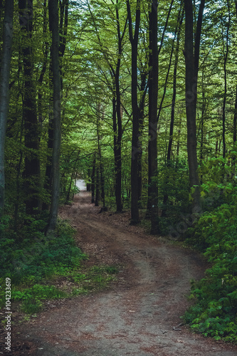 forest scene © Robert Herhold