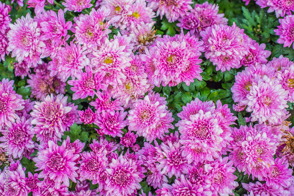Chrysanthemum pink flowers plantation in park. Chrysanthemum pink flowers plantation in park.