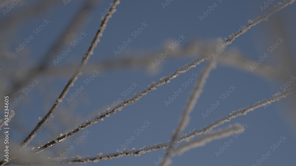 Tree branches under hoar frost slow tilting 4K 2160p UHD video - Hoar frost on tree branches shine on early morning sun 4K 3840X2160 UHD footage Tree branches under hoar frost slow tilting 4K 2160p UHD video - Hoar frost on tree branches shine on early morning sun 4K 3840X2160 UHD footage