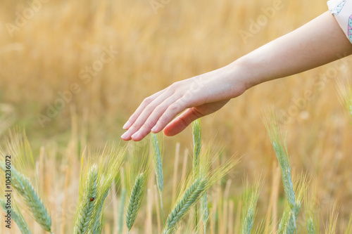 Woman hand Touching barley © jat306