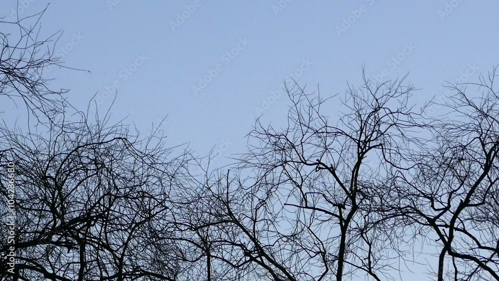 Birds flying away from the tree Birds flying away from the tree