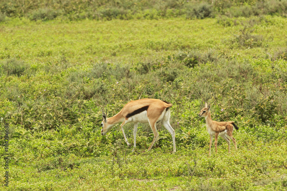 Fototapeta premium Cape Hare in Serengeti