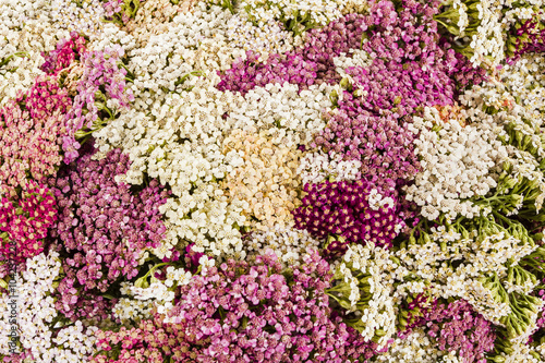Abstract background of flowers yarrow, close-up
