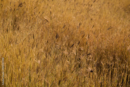 Dried grass field closeup