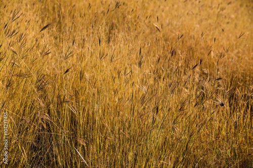 Dried grass field closeup