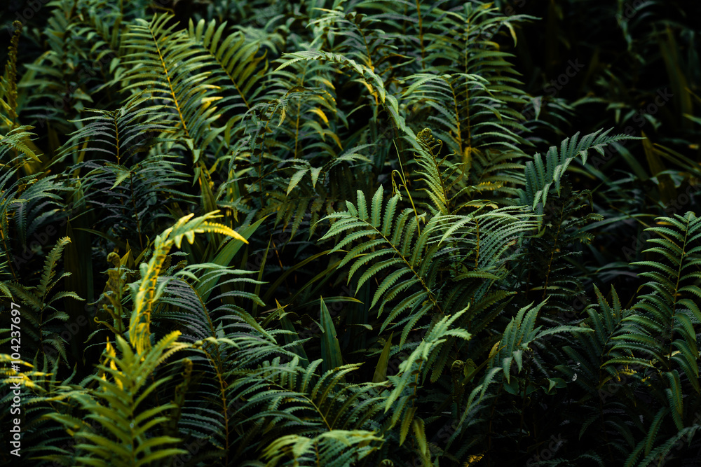 leaf of fern leaf of fern