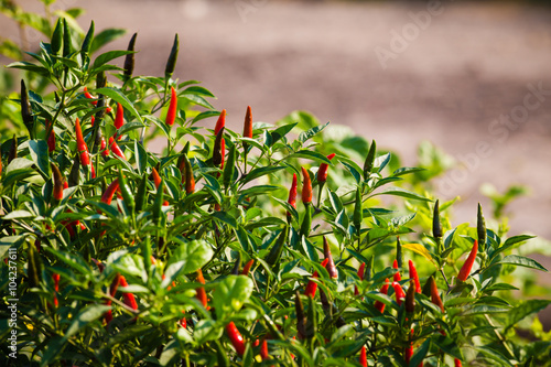 close-up view of fresh ripe red chili peppers on tree at an organic chili far...