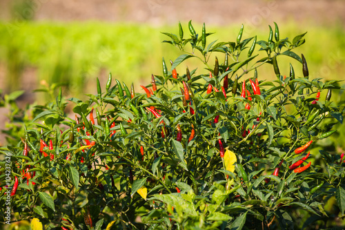 close-up view of fresh ripe red chili peppers on tree at an organic chili far...
