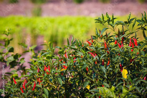 close-up view of fresh ripe red chili peppers on tree at an organic chili far...