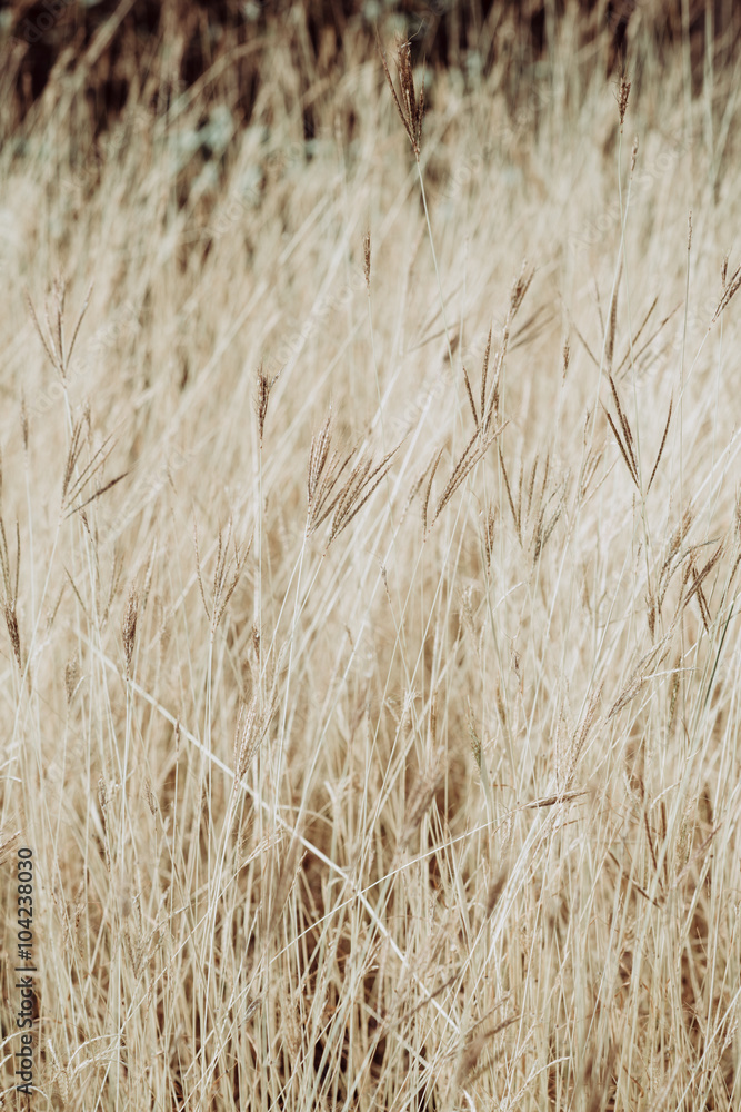 Fototapeta premium Dried grass field closeup