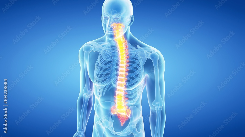 medical 3d animation of the human spine medical 3d animation of the human spine