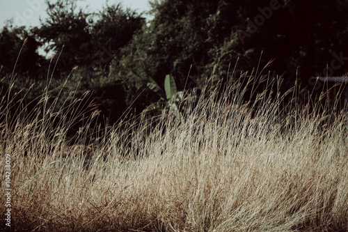 Dried grass field closeup