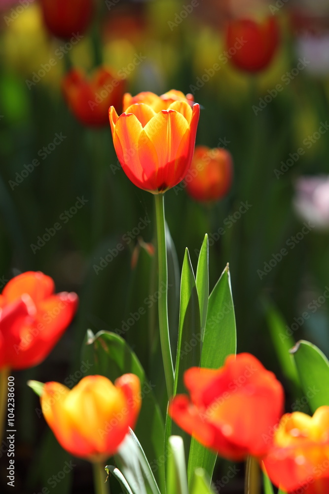 Fototapeta premium Tulip. Beautiful bouquet of tulips. colorful tulips. tulips in spring,colourful tulip