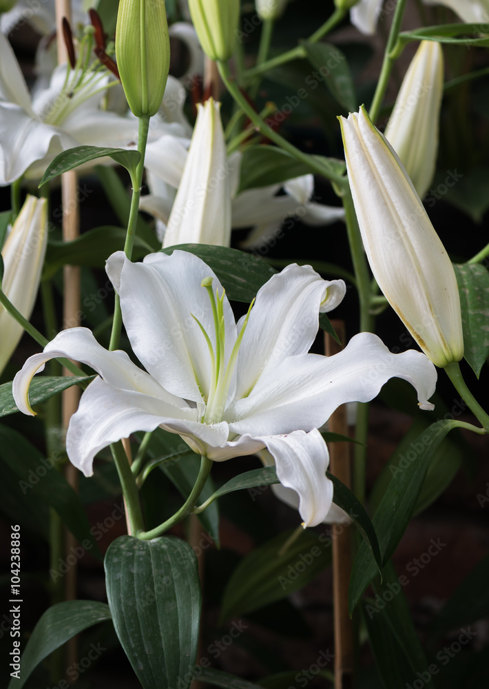 Fototapeta premium White lilly