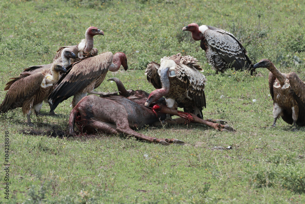 Fototapeta premium Vultures in Serengeti - Great Migrations