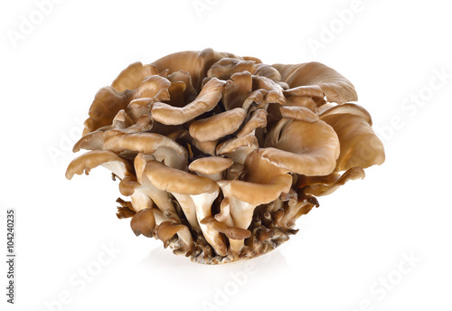 bunch of Maitake mushroom on white background photo