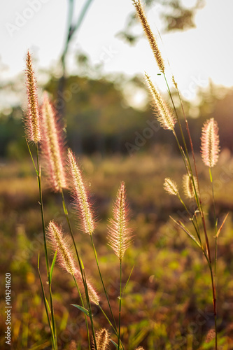 Silhouette flower blade of grass field sunlight rim light