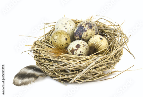 Quail eggs and feathers in a nest.