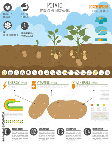 Gardening work, farming infographic. Potato. Graphic template. F