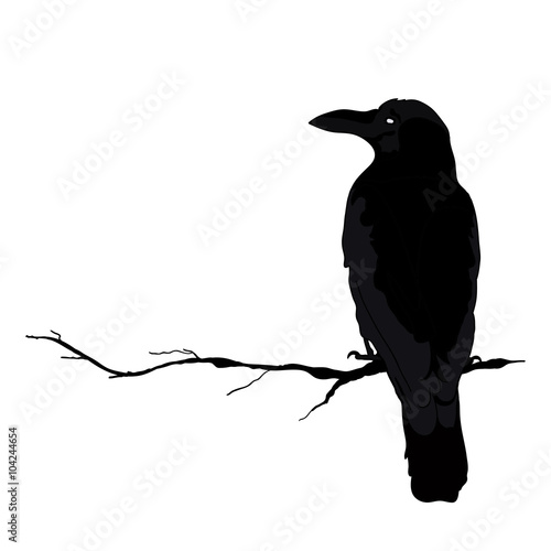 vector silhouette of a crows in different positions. vector outline.