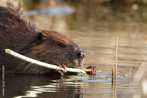 beaver