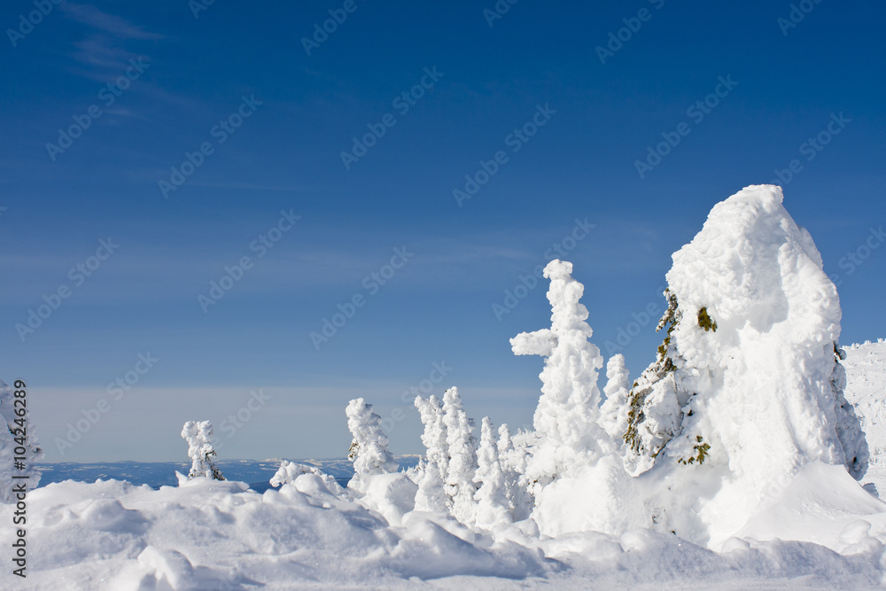 snow covered trees in the mountains snow covered trees in the mountains