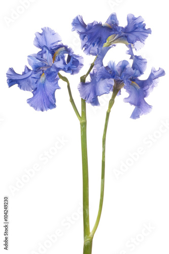 Fototapeta Naklejka Na Ścianę i Meble -  iris