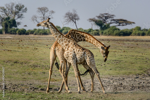 giraffe fight
