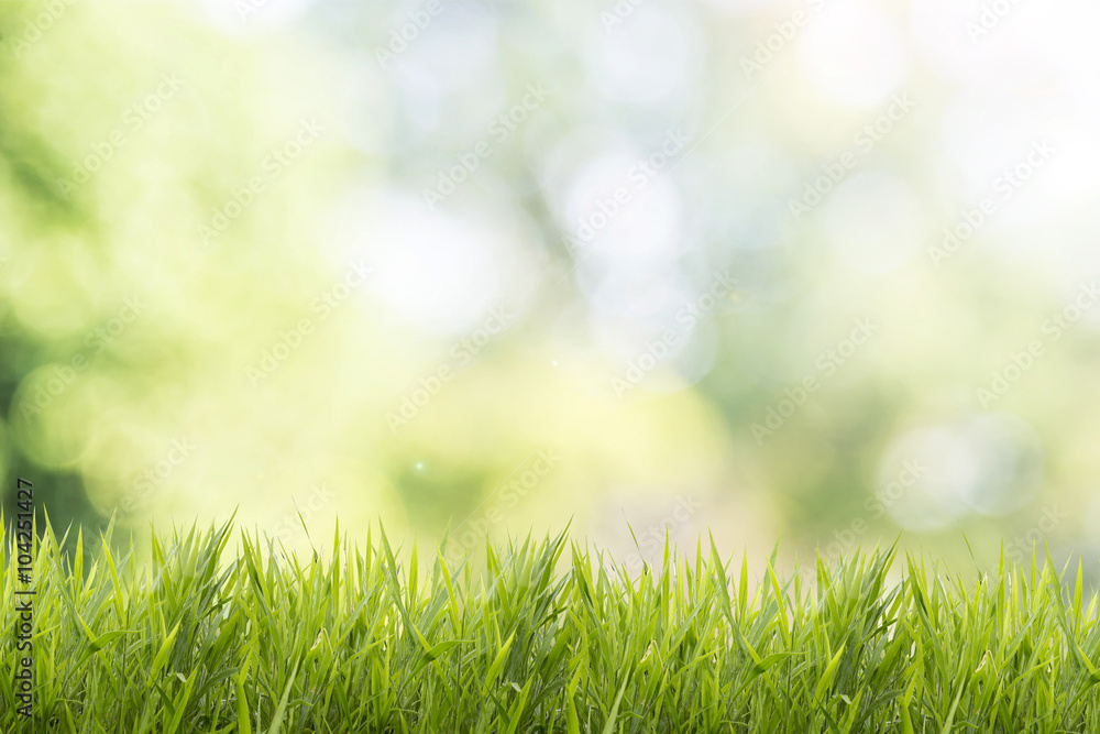 Bright spring grass field with sunlight bokeh background
